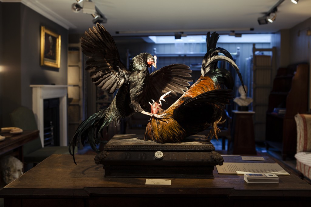 The Fine Art of Taxidermy