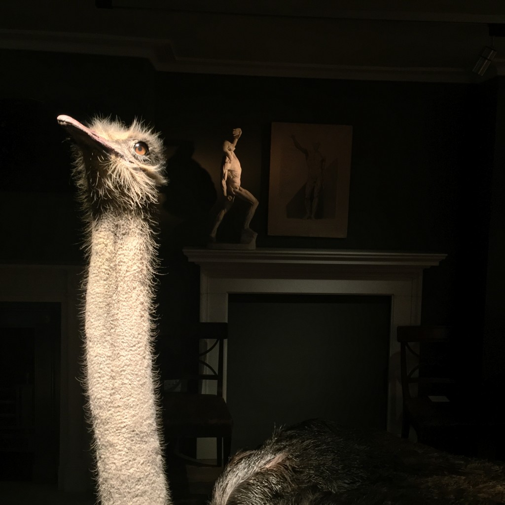 The Finest Taxidermy