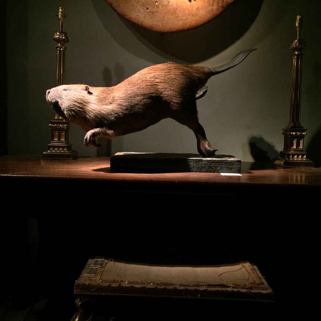 The Finest Taxidermy.